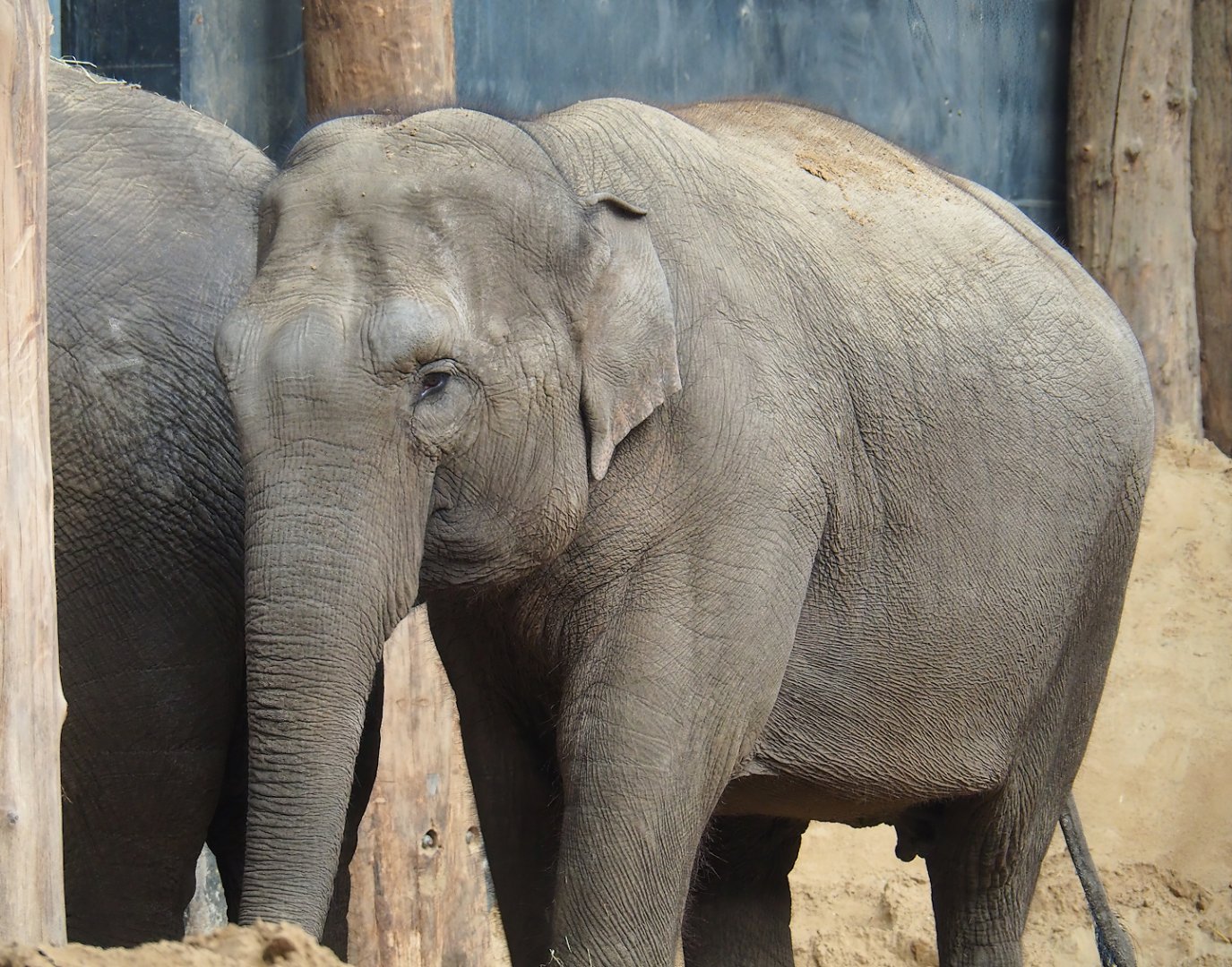 Asian elephant (Elephas maximus), 2023-09-24