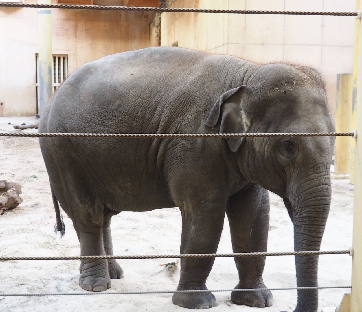 Asian elephant (Elephas maximus), 2023-10-04