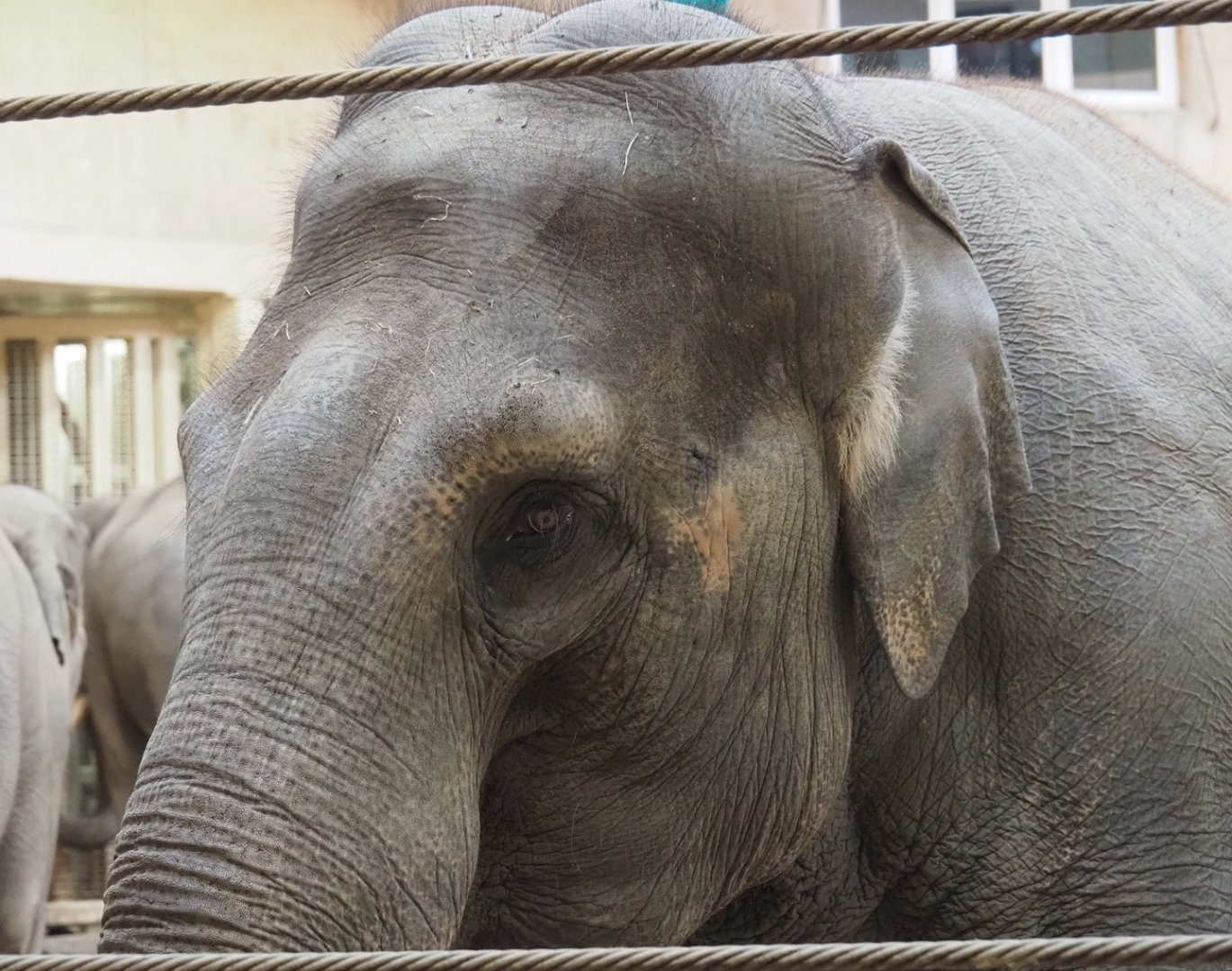 Asian elephant (Elephas maximus), 2023-10-04
