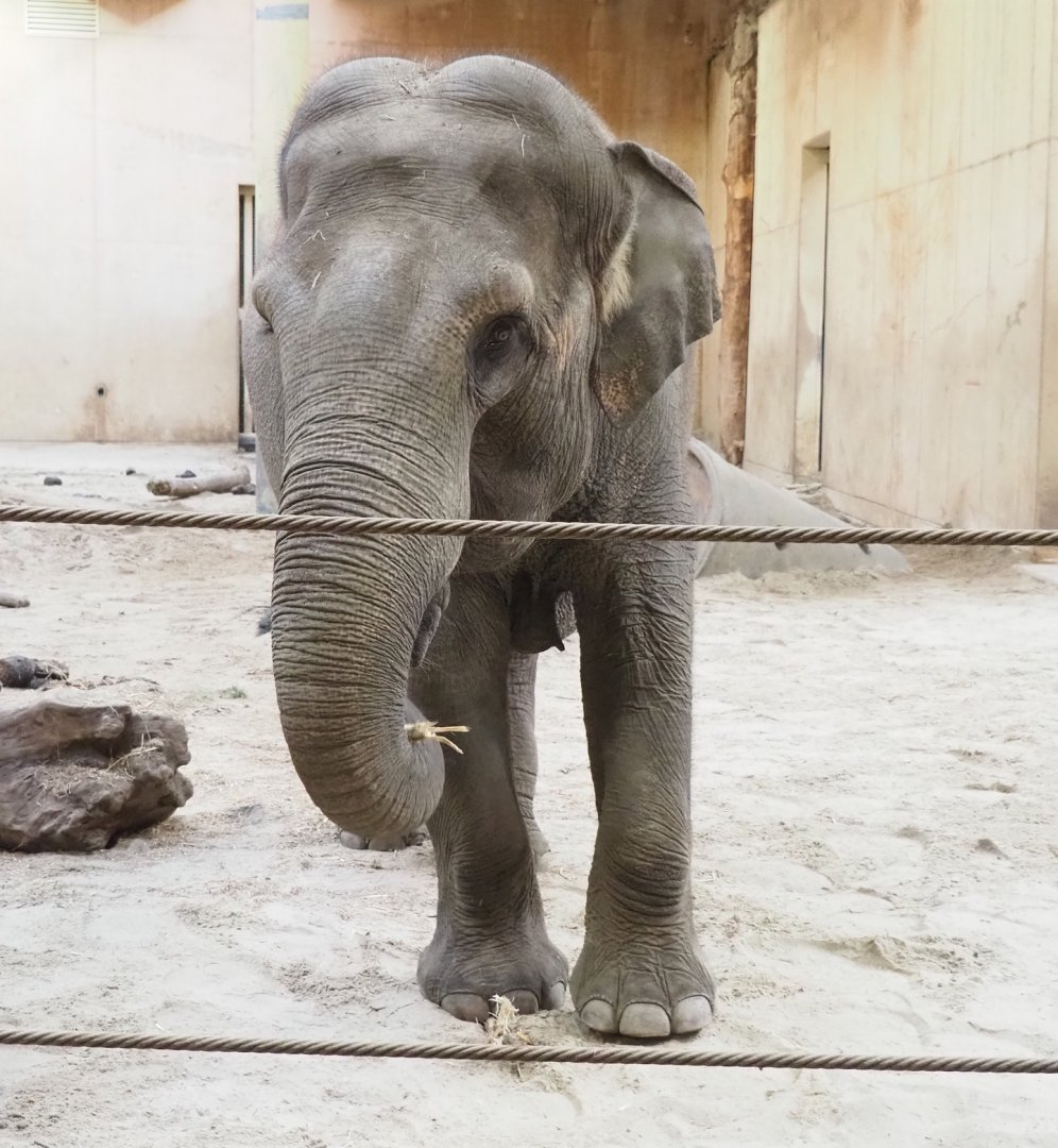 Asian elephant (Elephas maximus), 2023-10-04