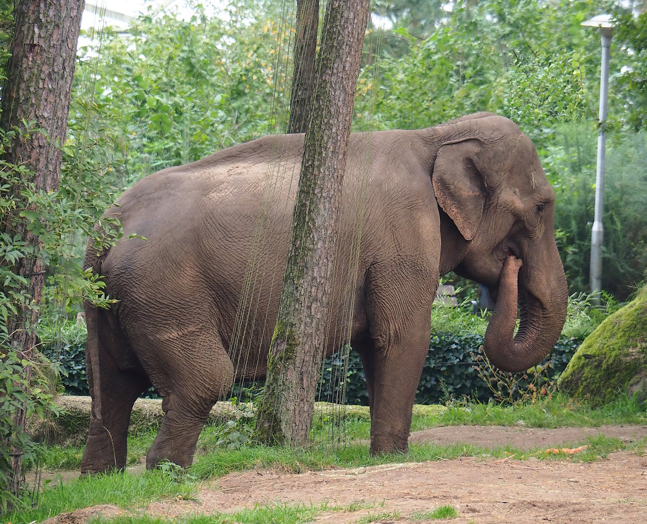 Asian elephant (Elephas maximus), 2023-10-07