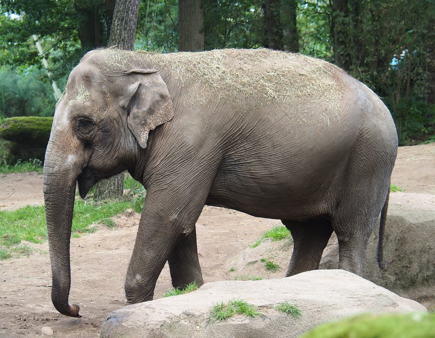 Asian elephant (Elephas maximus), 2023-10-07