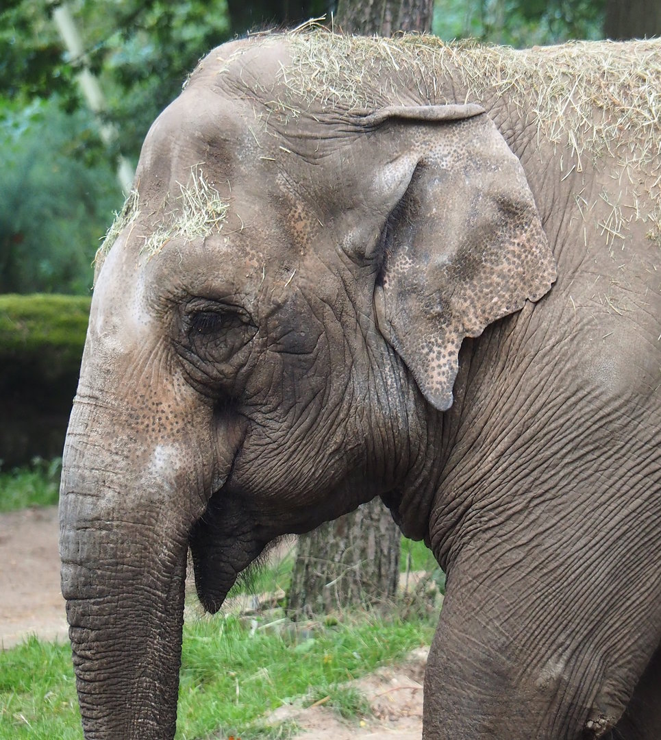 Asian elephant (Elephas maximus), 2023-10-07