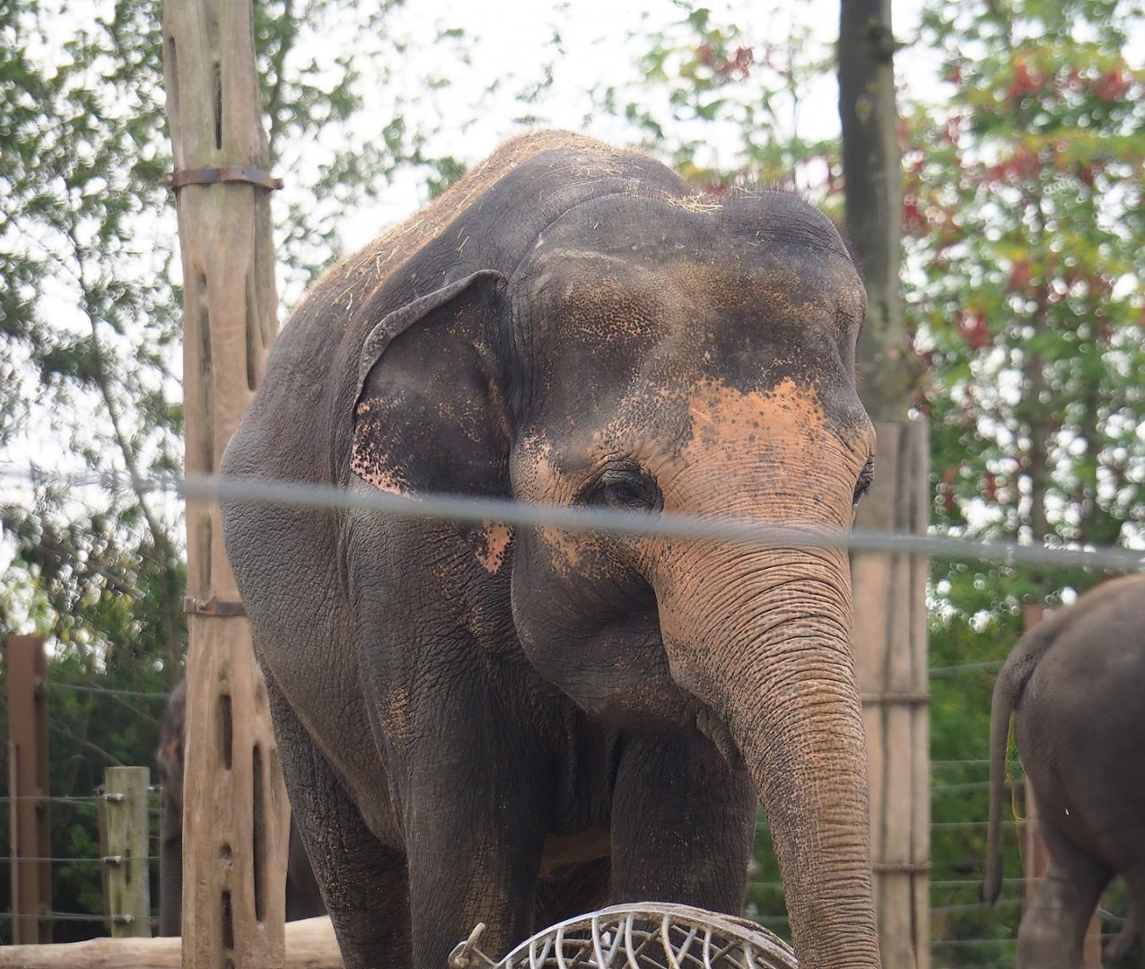 Asian elephant (Elephas maximus), 2023-10-13