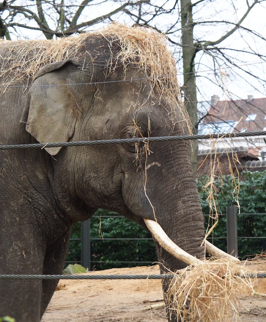 Asian elephant (Elephas maximus), 2024-02-17