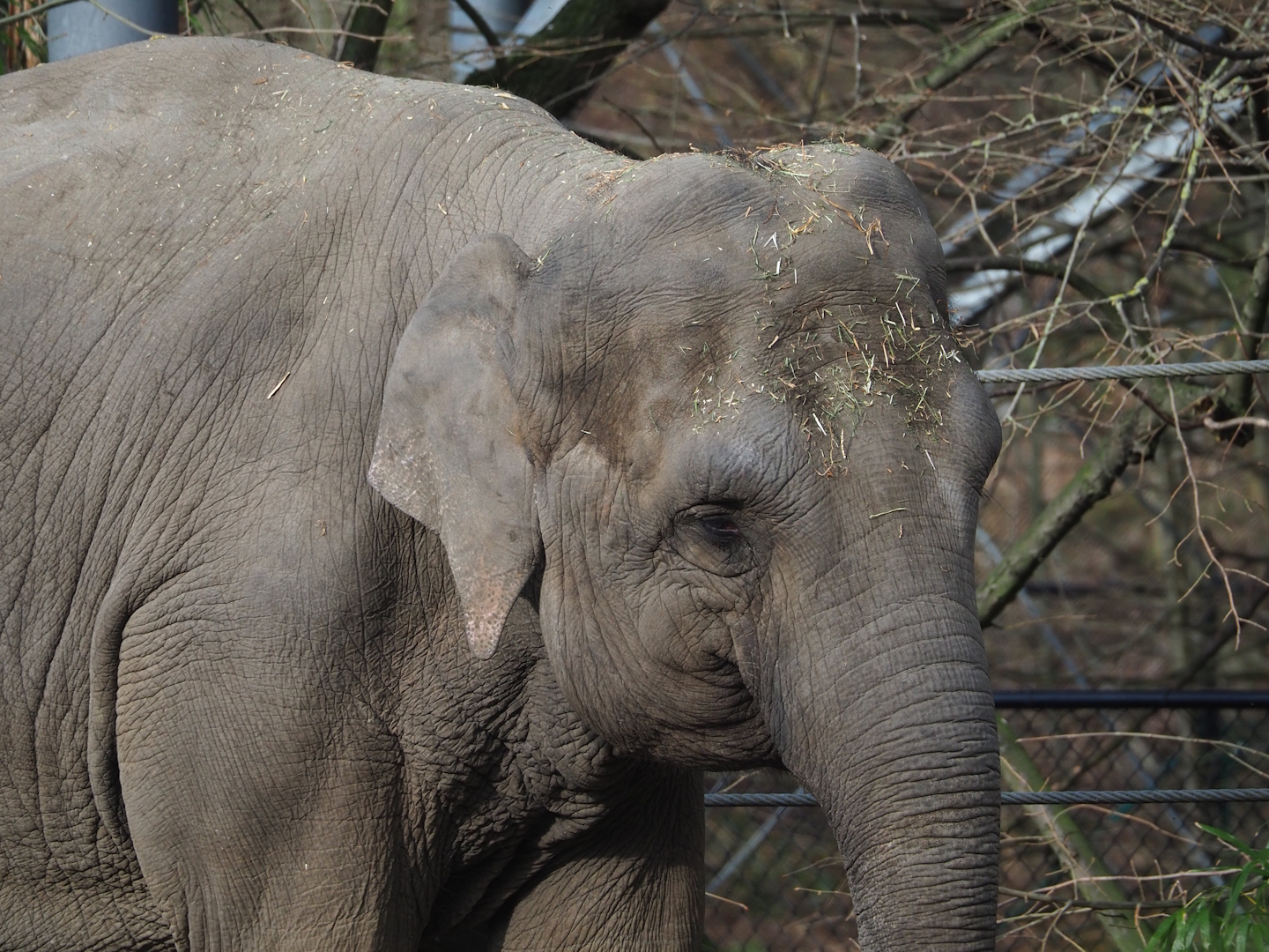 Asian elephant (Elephas maximus), 2024-03-04