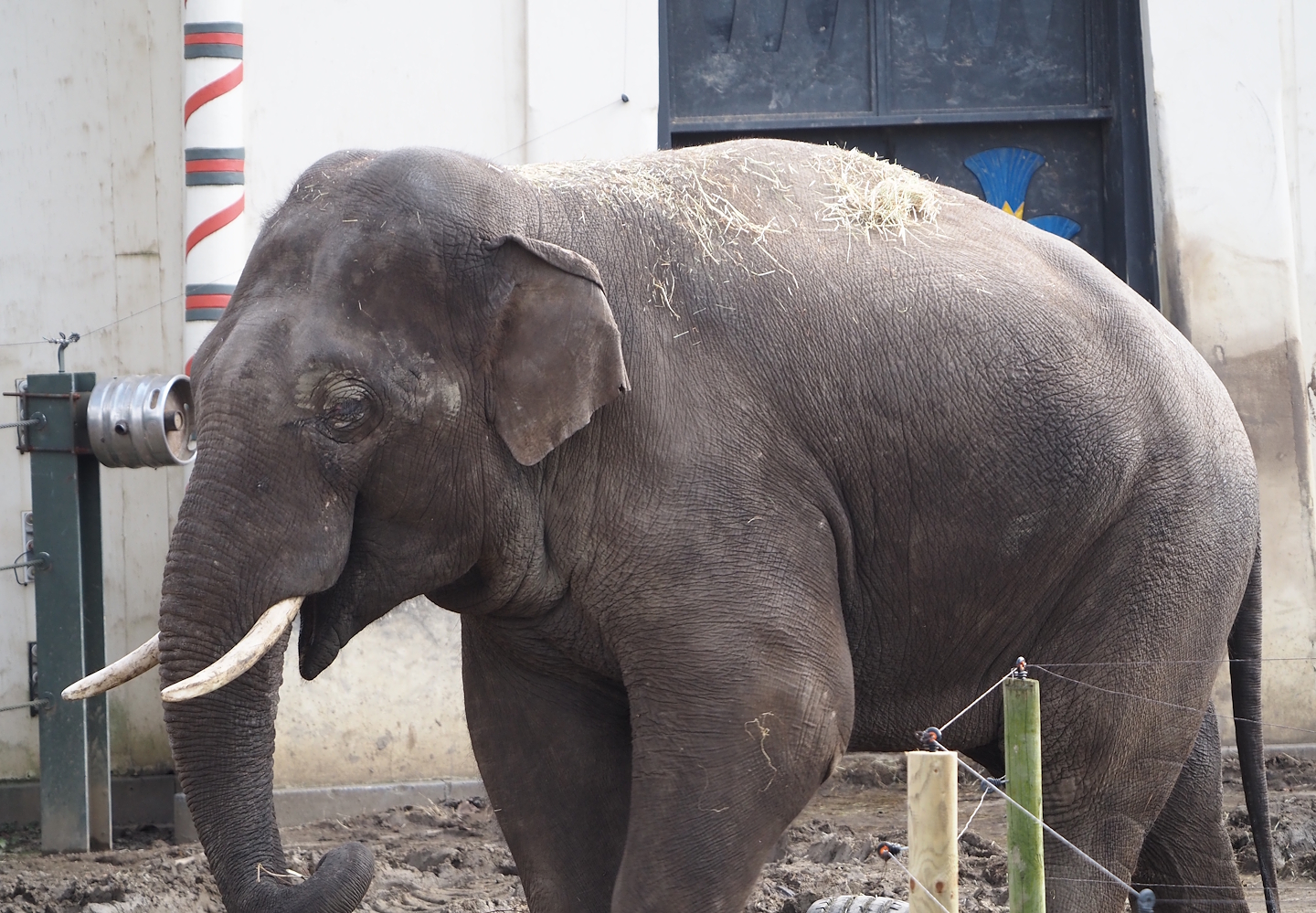 Asian elephant (Elephas maximus), 2024-03-09