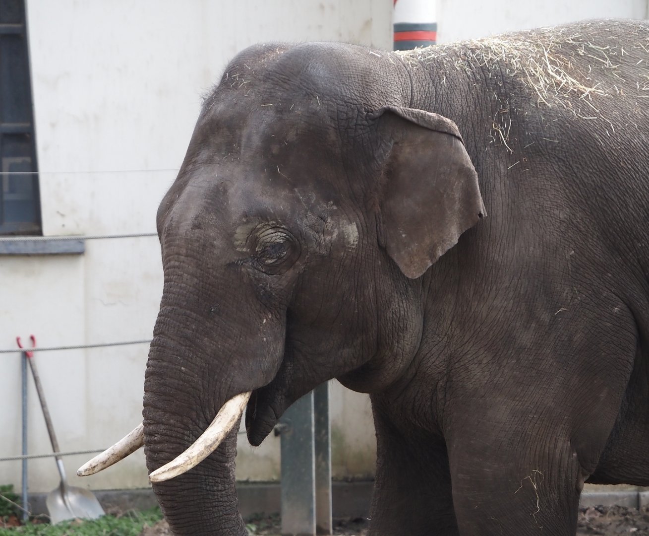 Asian elephant (Elephas maximus), 2024-03-09