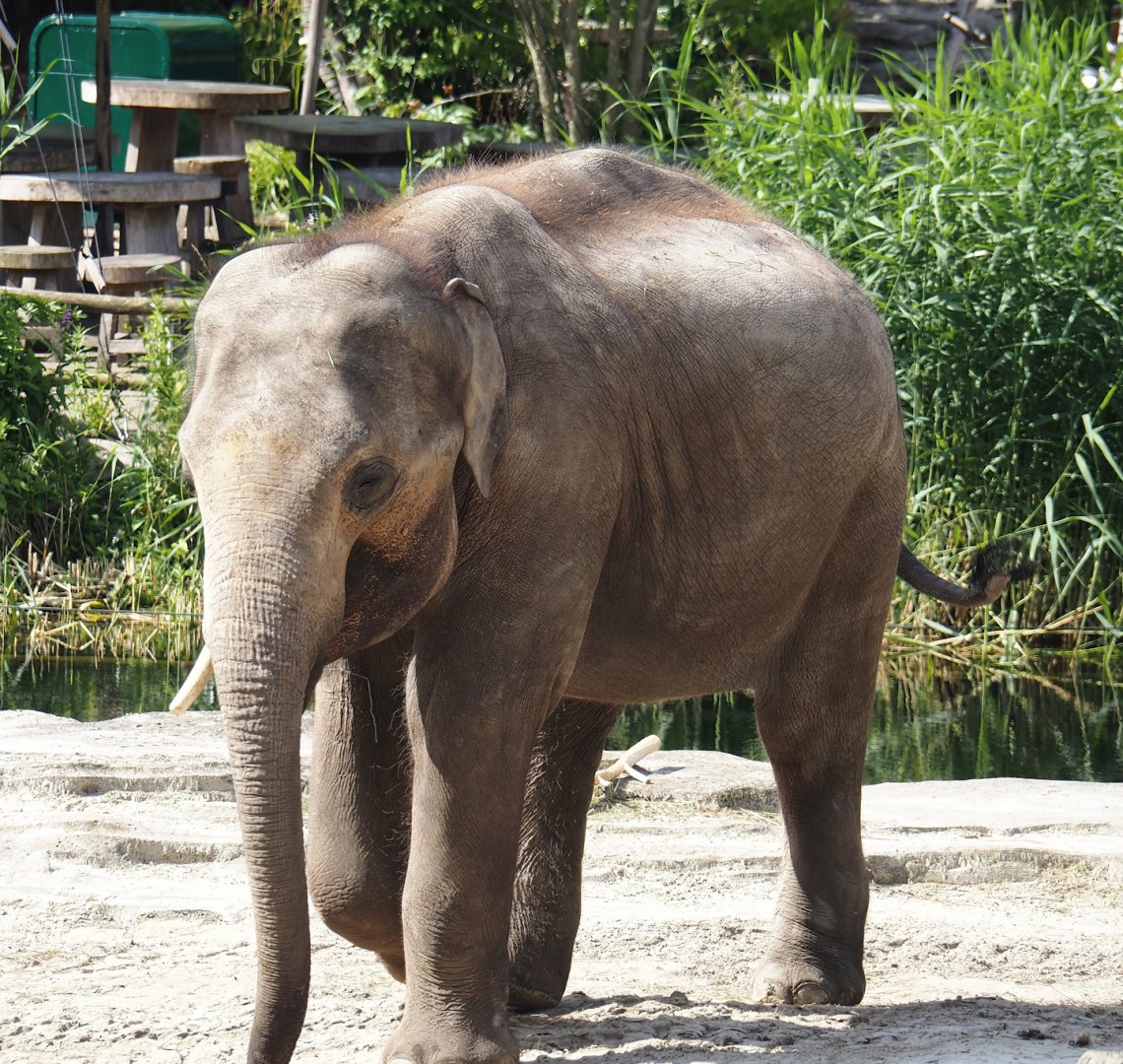 Asian elephant (Elephas maximus), 2024-06-23