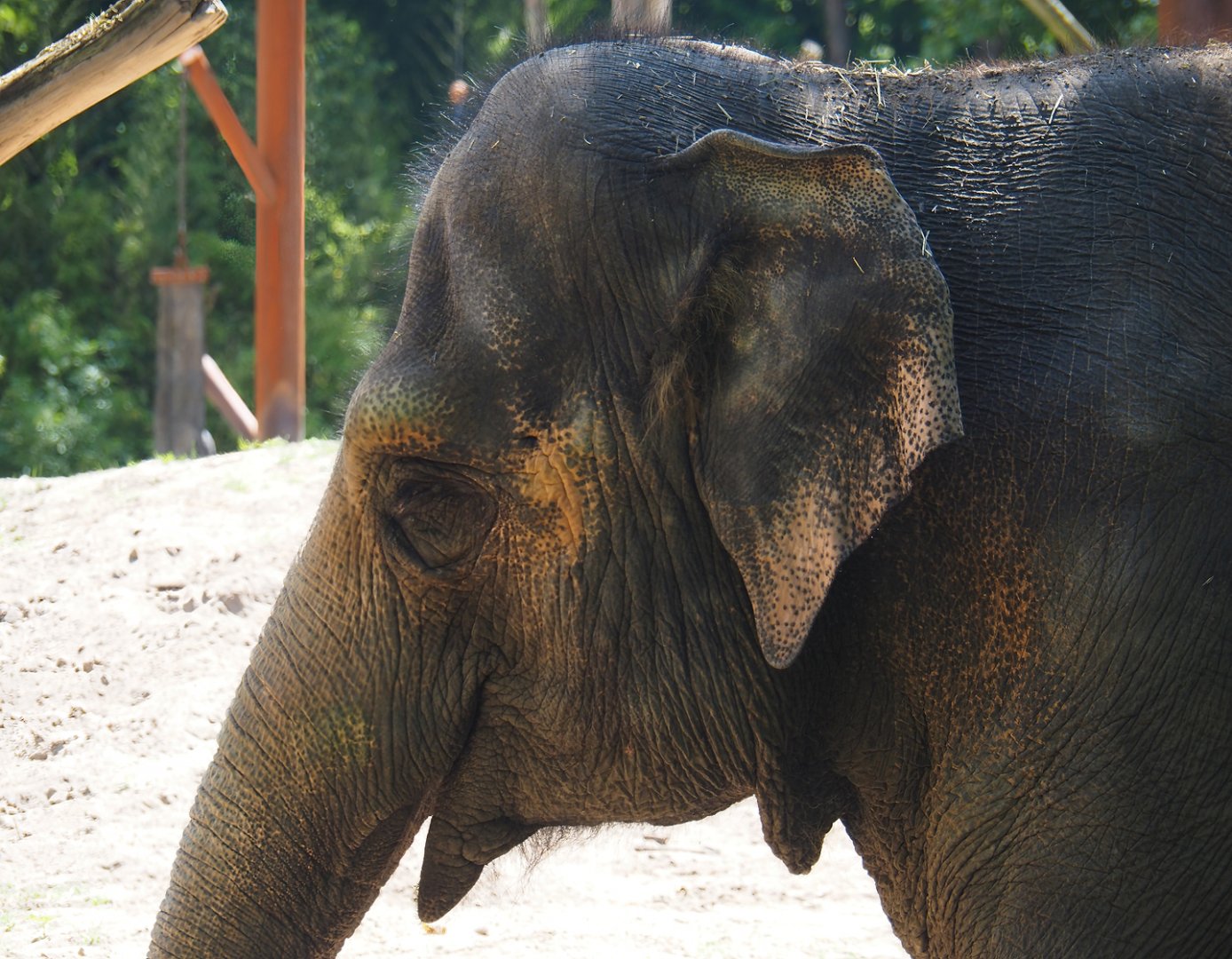 Asian elephant (Elephas maximus), 2024-06-30