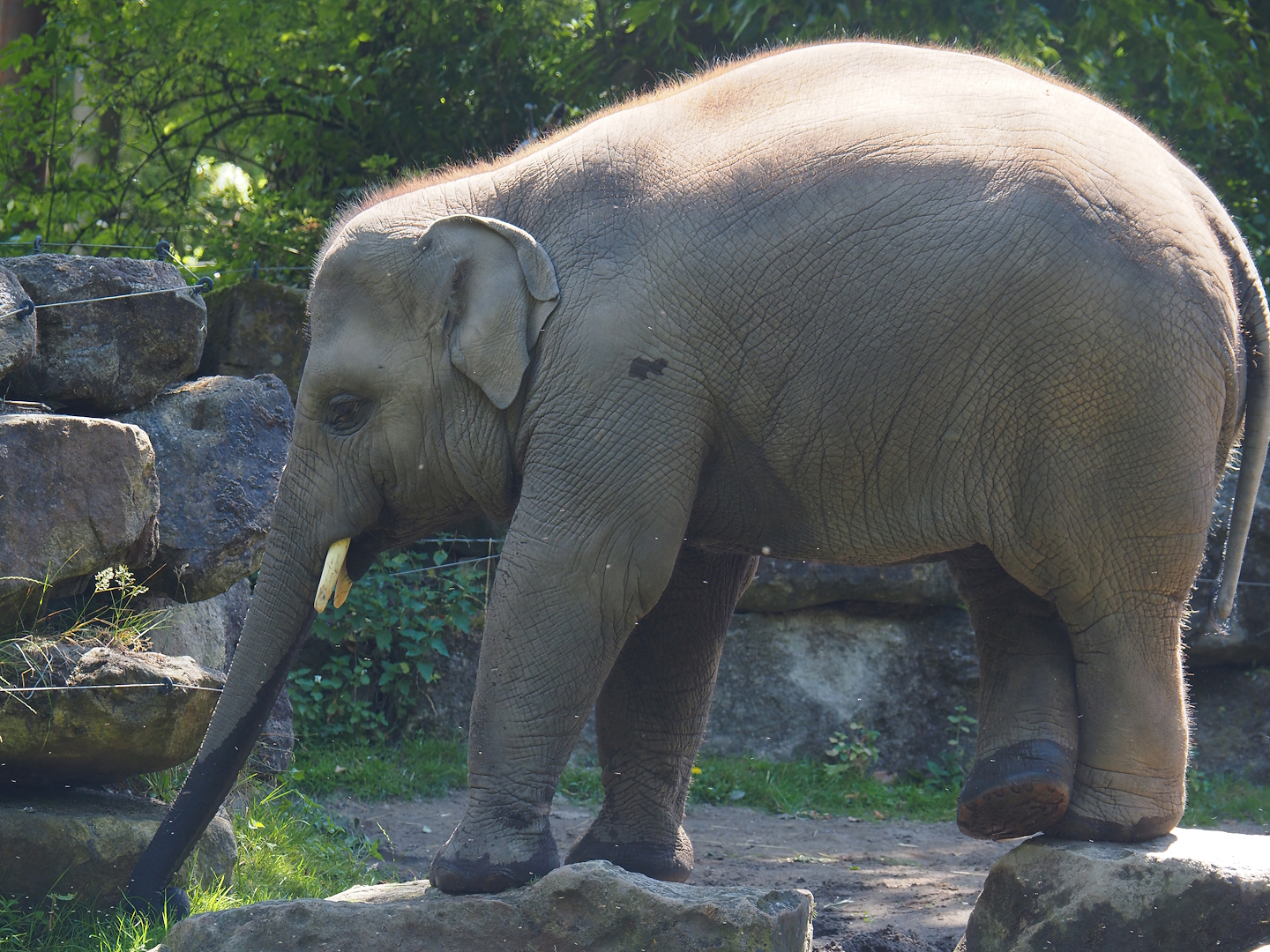 Asian elephant (Elephas maximus), 2024-06-30