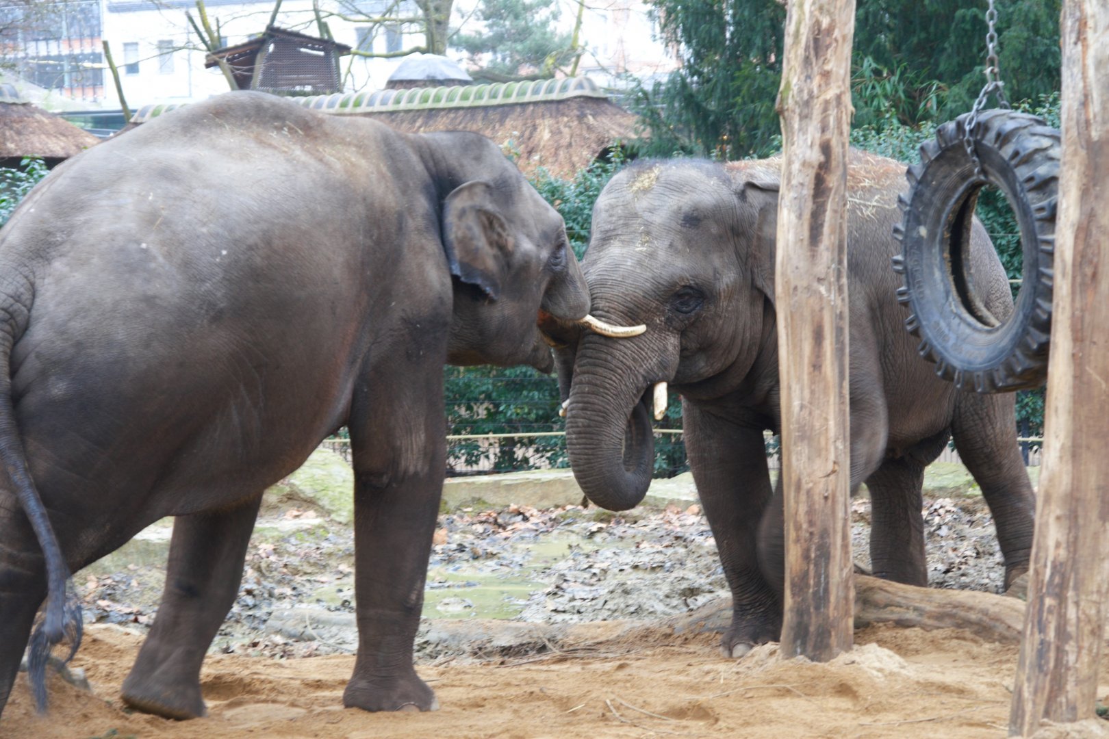 Asian Elephant (Elephas maximus), 2025-01-20