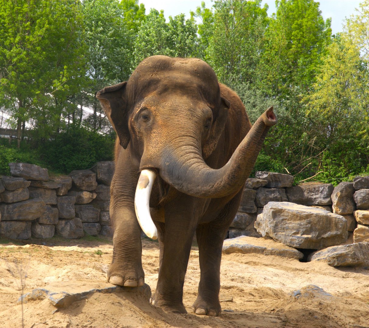 Asian Elephant (Elephas maximus), 25-04-25