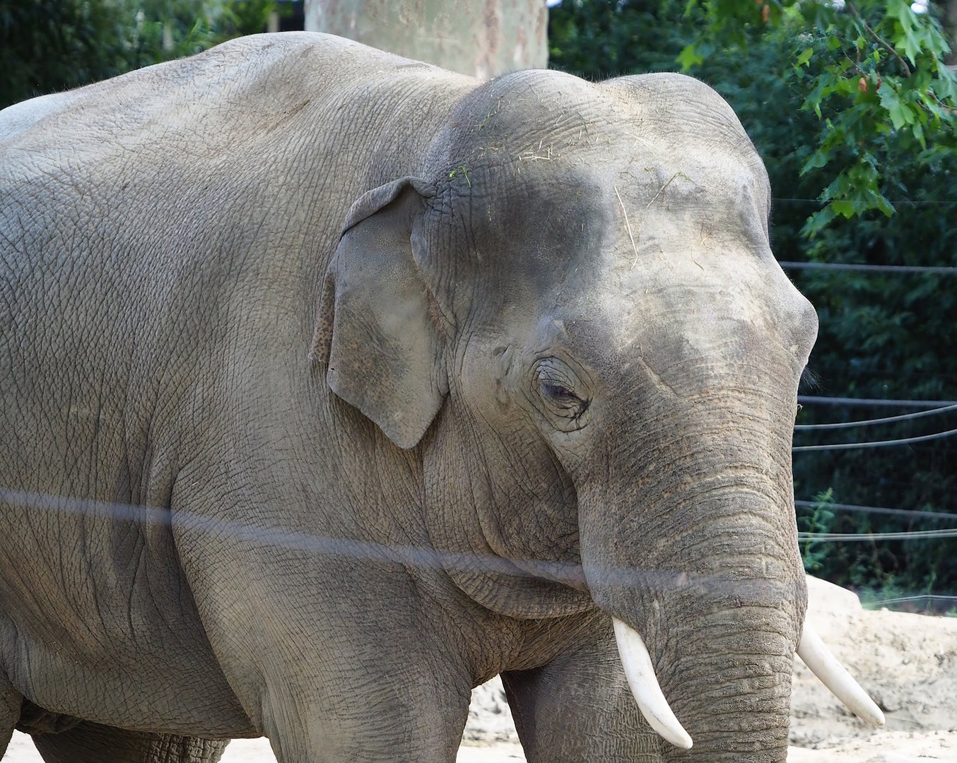 Asian elephant (Elephas maximus), Adolescent bull, 2022-07-10