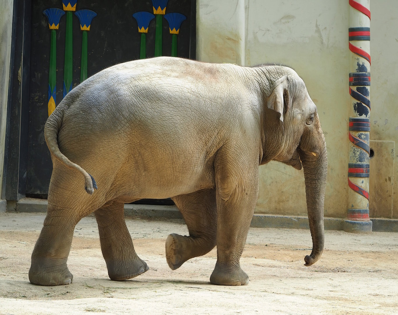 Asian elephant (Elephas maximus), Adolescent bull, 2022-07-10