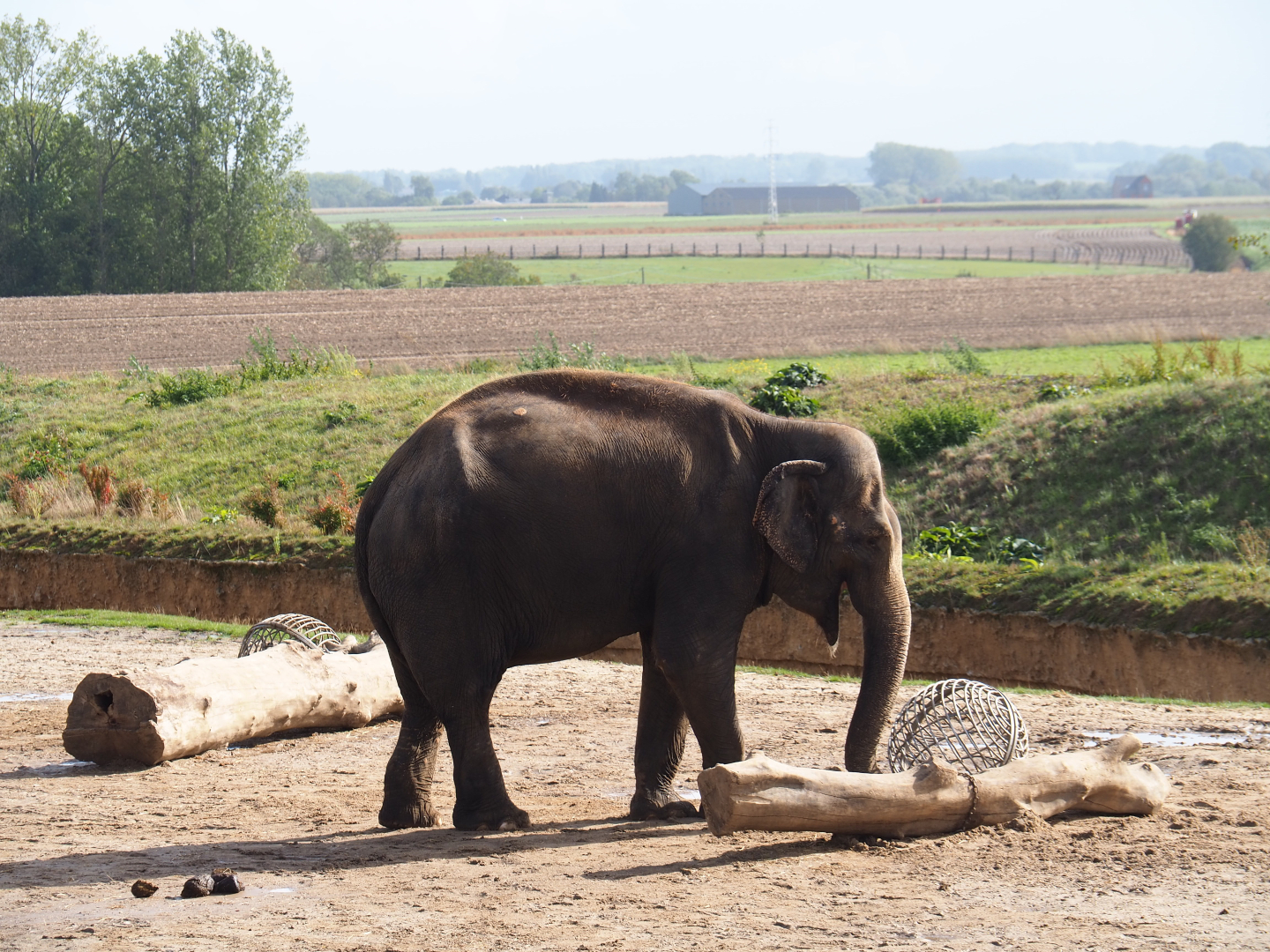 Asian elephant (Elephas maximus) and typical landscape surrounding Pairi Daiza, 2019-10-04