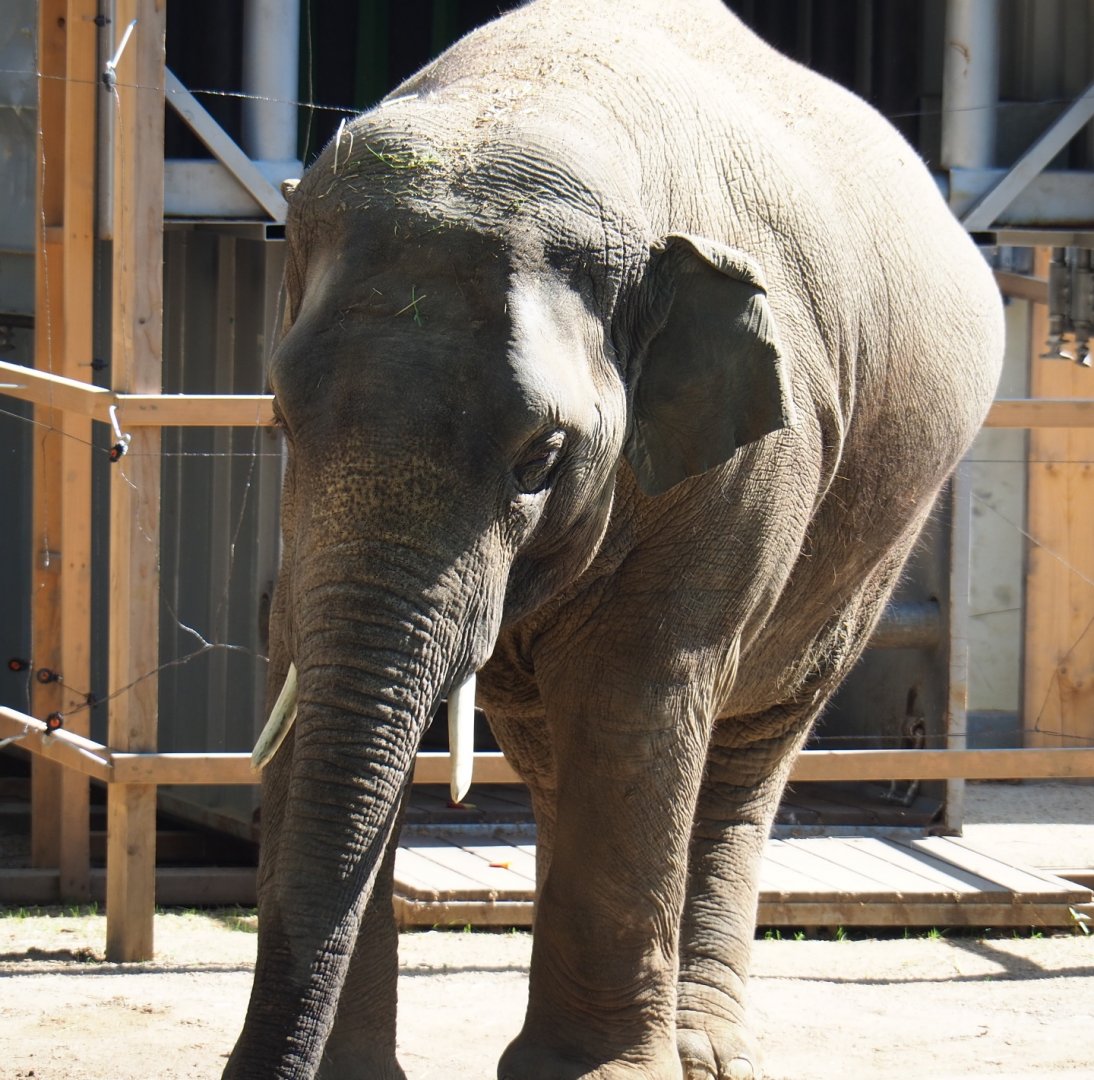 Asian elephant (Elephas maximus) Assam, 2019-04-20