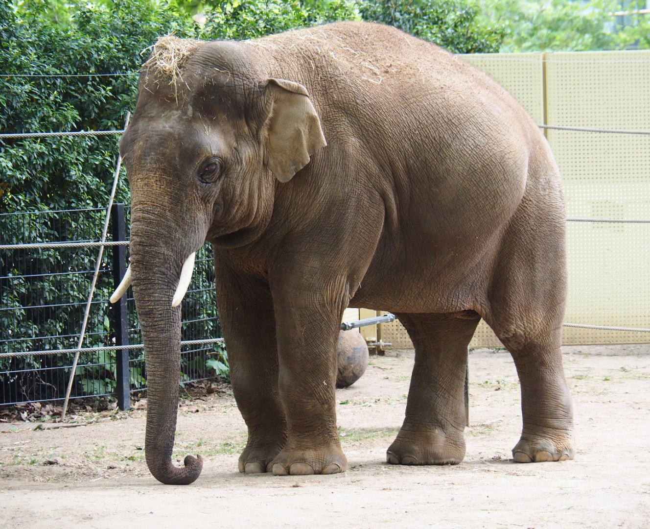 Asian elephant (Elephas maximus) Assam, 2020-05-24