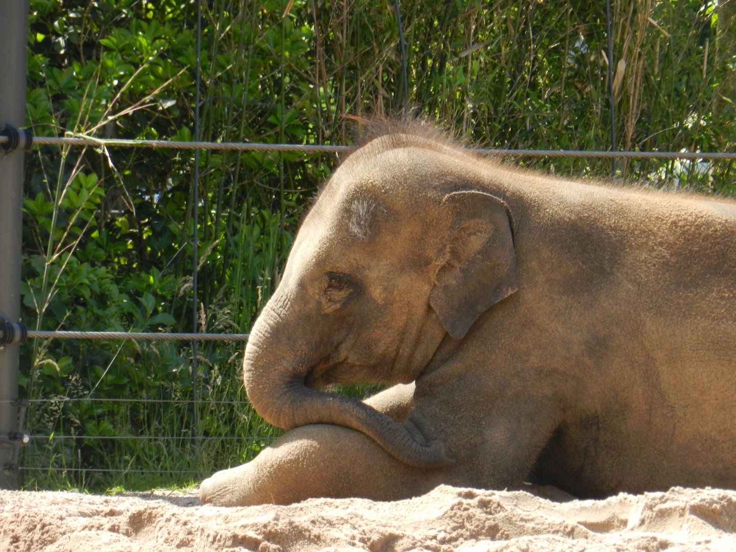 Asian Elephant (Elephas maximus) at Artis Royal Zoo, The Netherlands