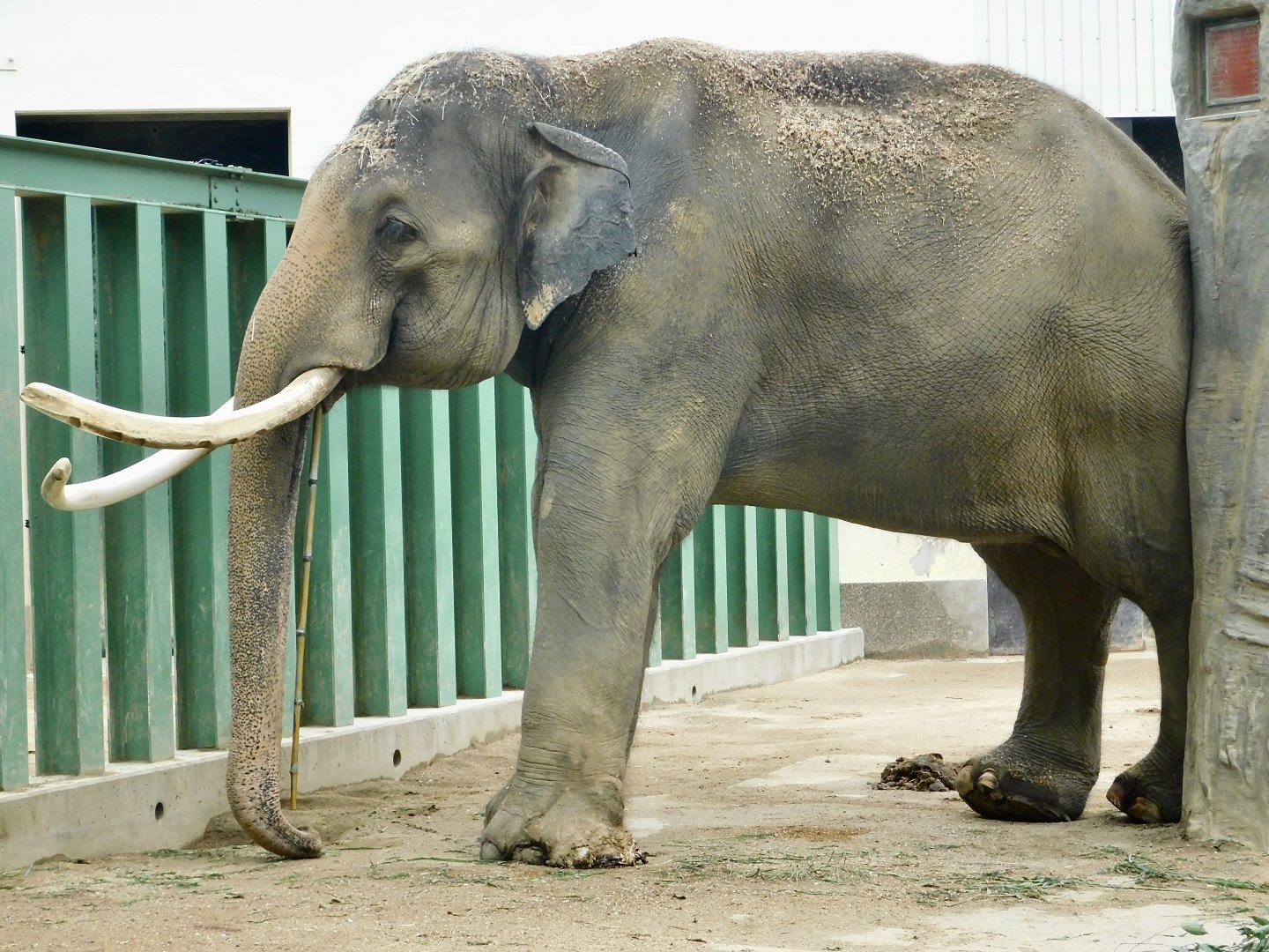 Asian Elephant (Elephas maximus) August 7, 2025