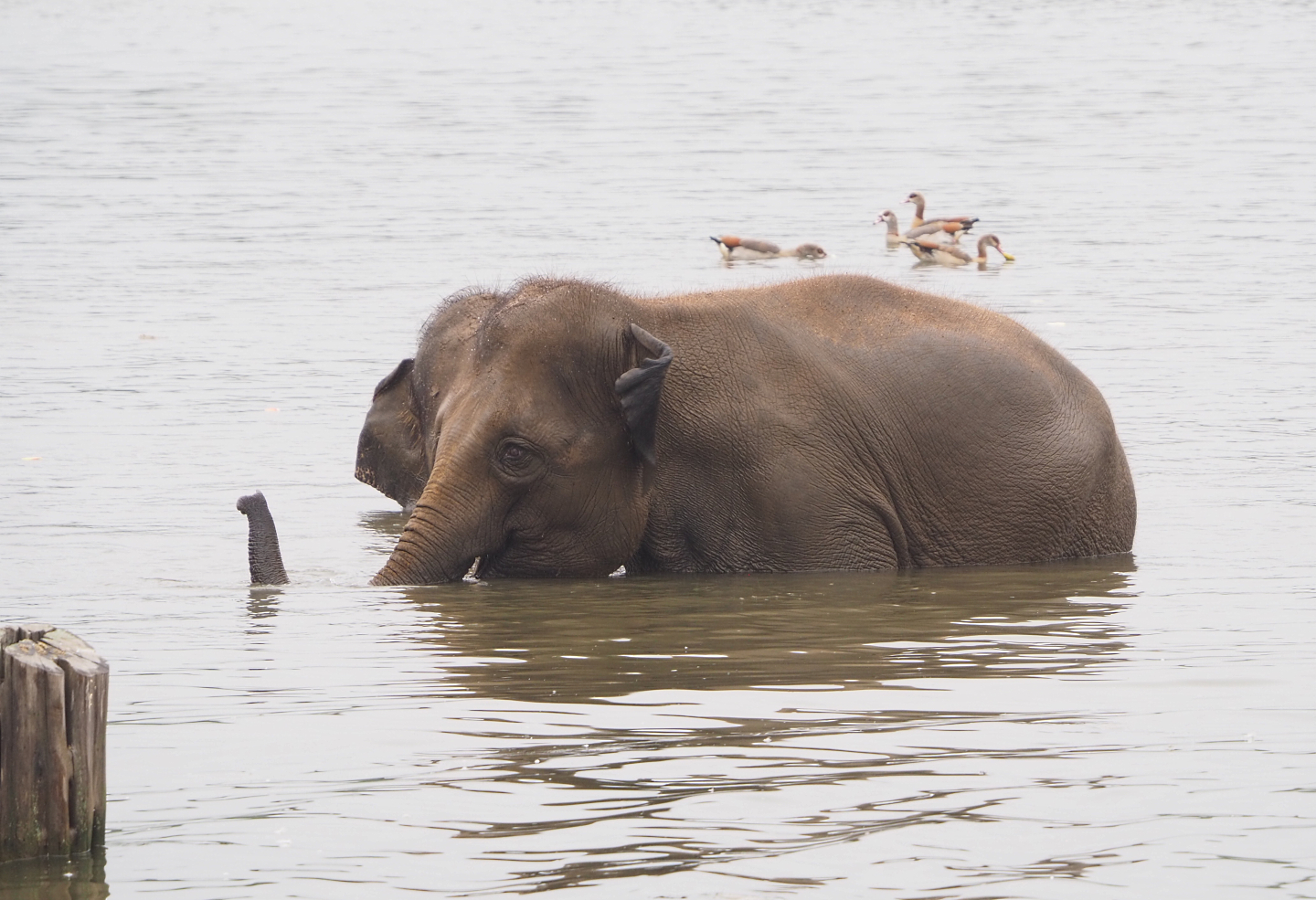 Asian elephant (Elephas maximus) bathing in lake, 2022-09-14