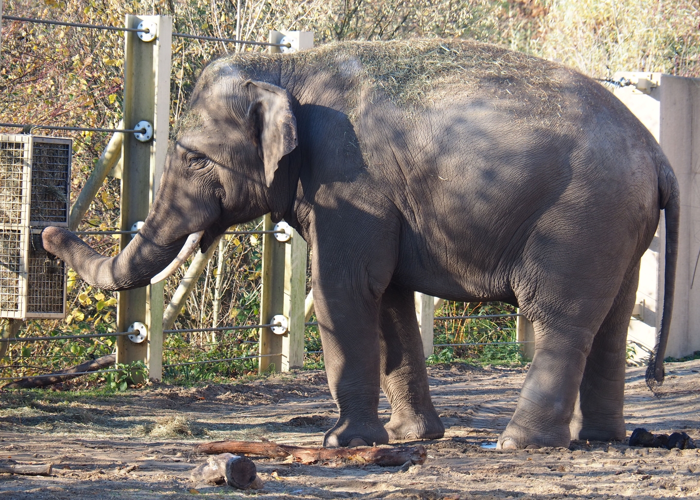 Asian elephant (Elephas maximus) breeding bull Kanvar (Nov 18th, 2018)