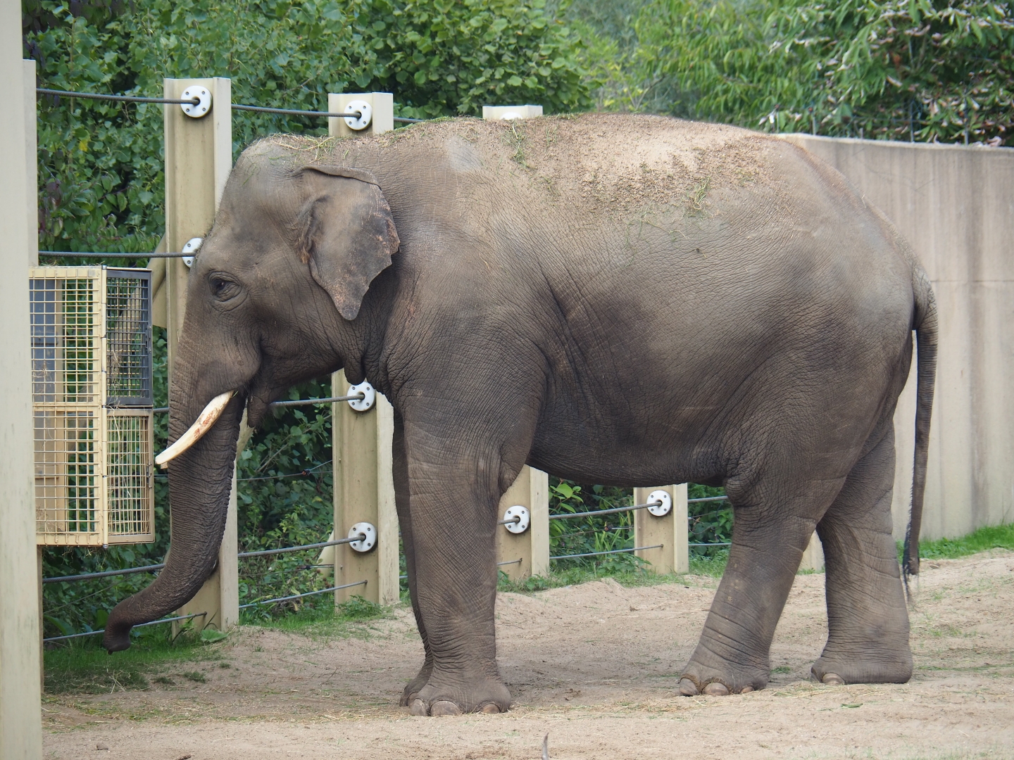 Asian elephant (Elephas maximus) breeding bull Kanvar
