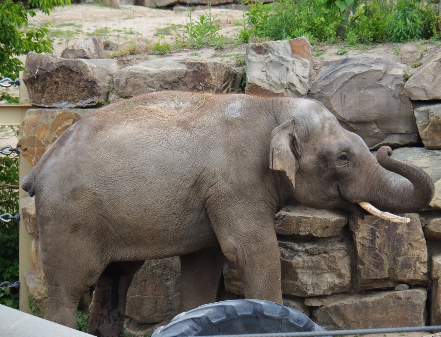 Asian elephant (Elephas maximus) bull Kanvar, 2019-05-31
