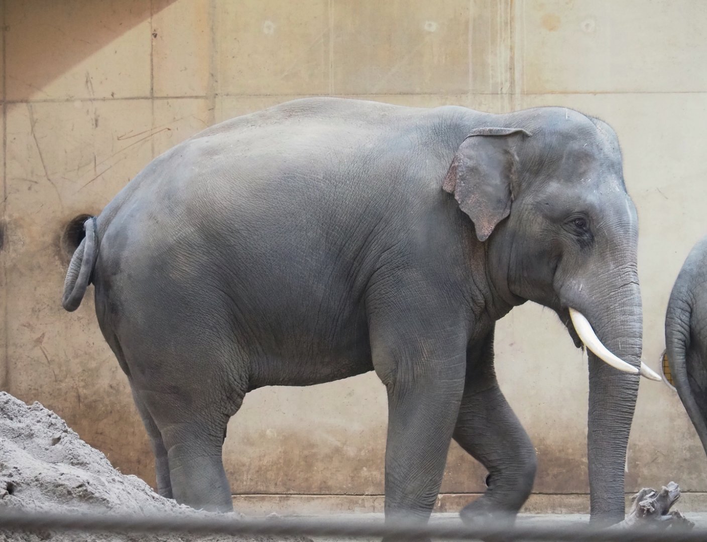 Asian elephant (Elephas maximus) bull Kanvar, 2023-09-19