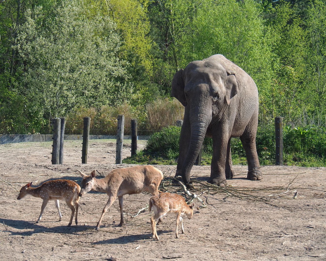 Asian elephant (Elephas maximus), Central European red deer (Cervus elaphus hippelaphus) and Chital (Axis axis), 2023-04-30