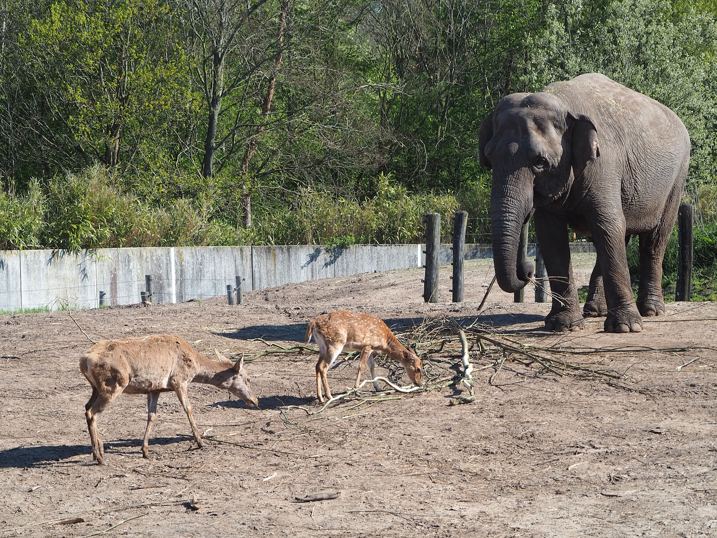 Asian elephant (Elephas maximus), Central European red deer (Cervus elaphus hippelaphus) and Chital (Axis axis), 2023-04-30