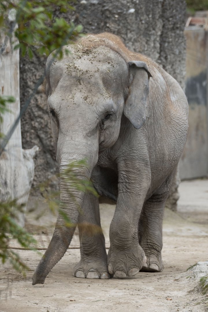 Asian elephant (Elephas maximus) "Ceyla Himali"