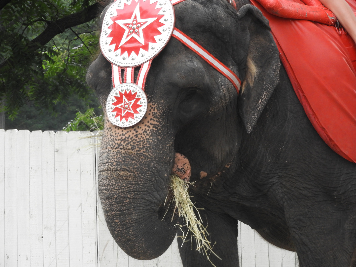 Asian Elephant (Elephas maximus) - Circus World Museum
