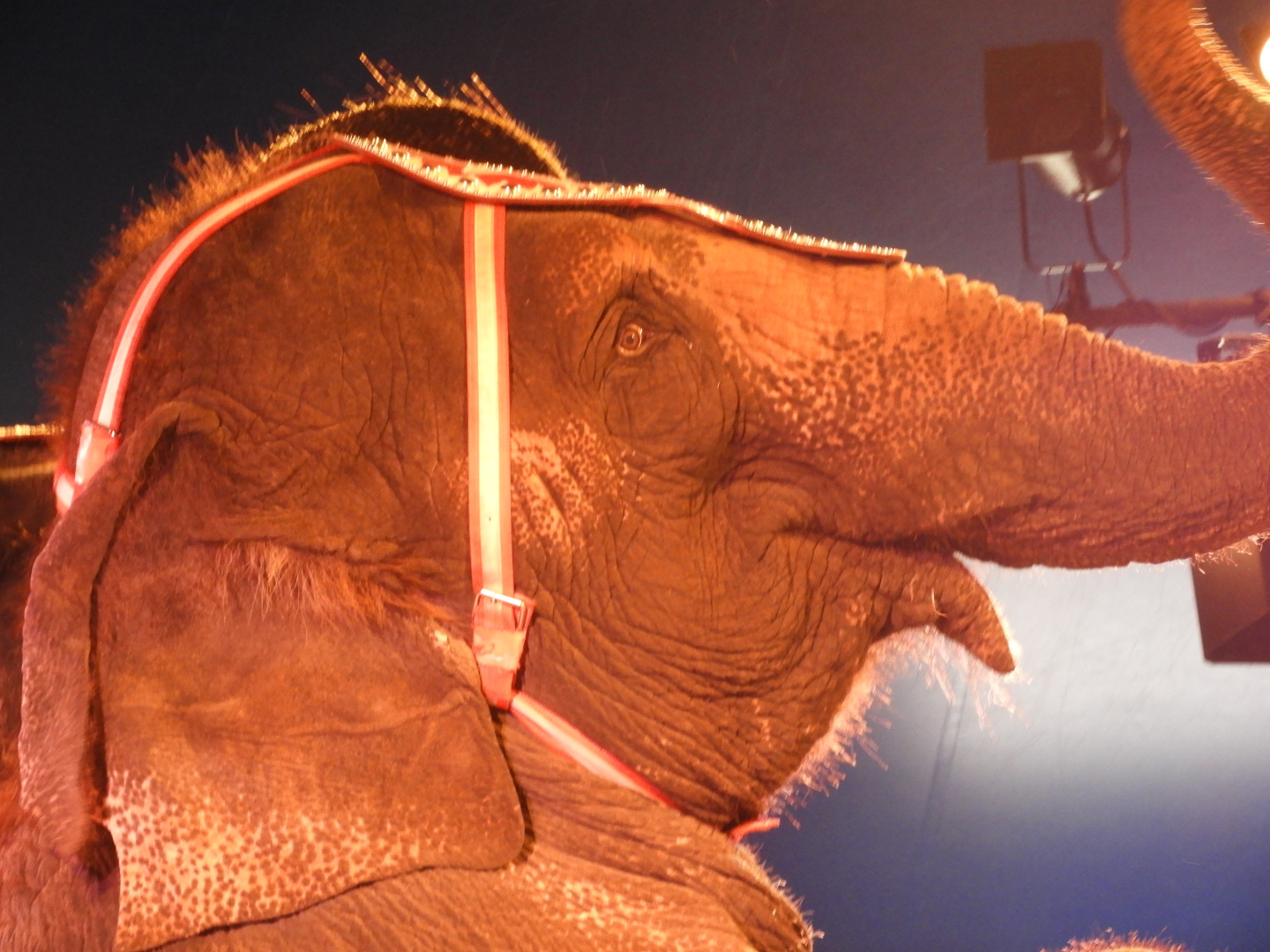 Asian Elephant (Elephas maximus) - Circus World Museum