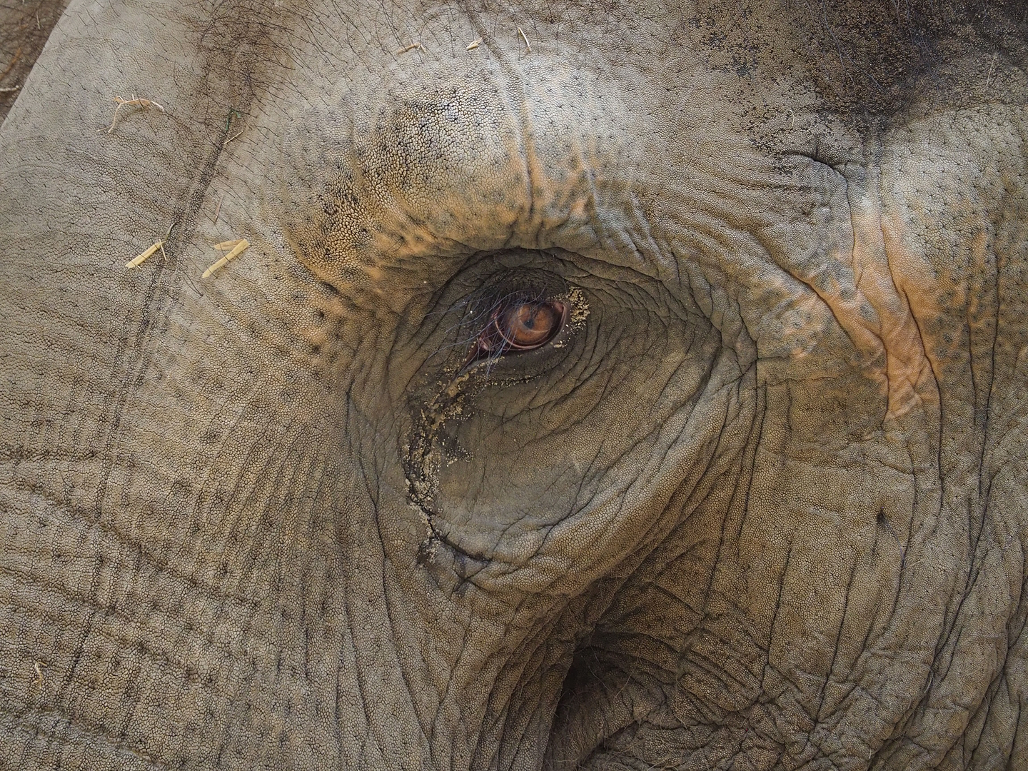 Asian elephant (Elephas maximus) close-up, 2022-07-16