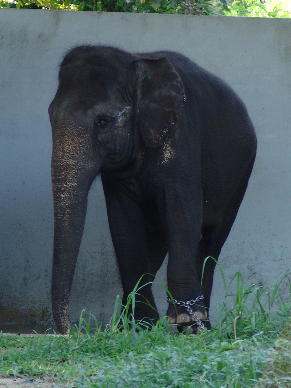 Asian Elephant (Elephas maximus) cow