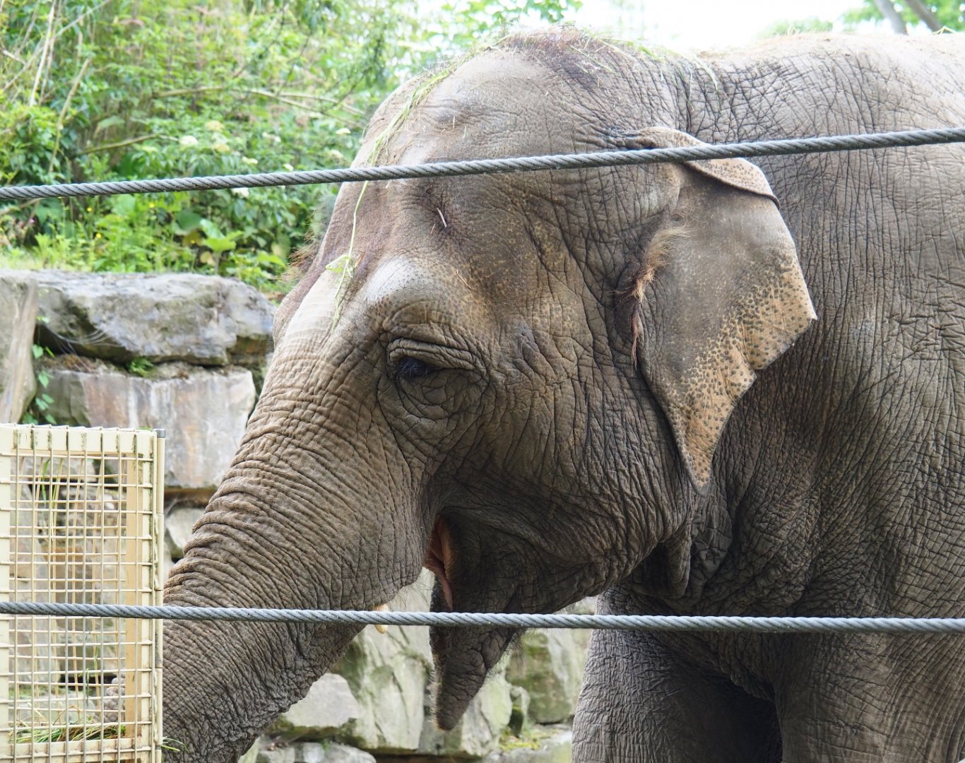 Asian elephant (Elephas maximus) Dumbo, 2019-05-31