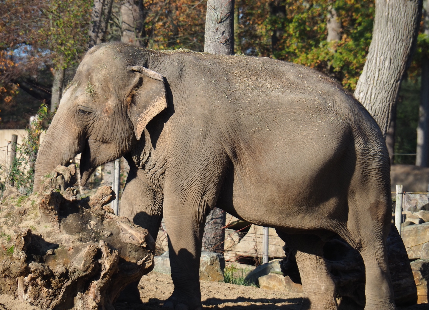 Asian elephant (Elephas maximus) Dumbo (Nov 18th, 2018)