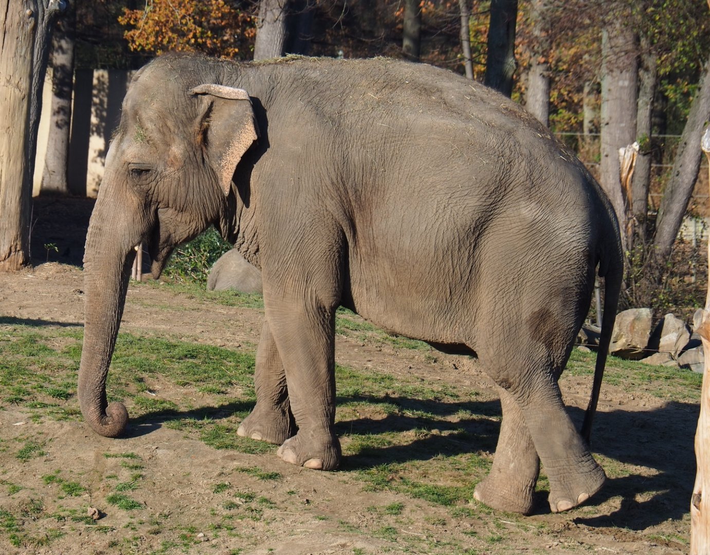 Asian elephant (Elephas maximus) Dumbo (Nov 18th, 2018)