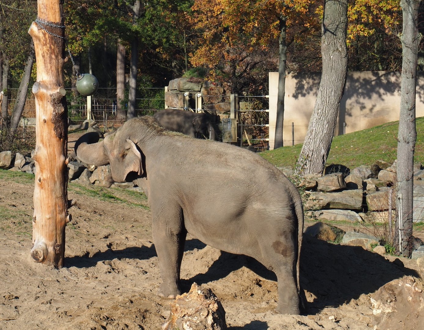 Asian elephant (Elephas maximus) Dumbo with enrichment feeding ball (Nov 18th, 2018)