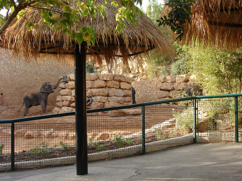 Asian Elephant (Elephas maximus) exhibit (female Kwunjai(Tamar))