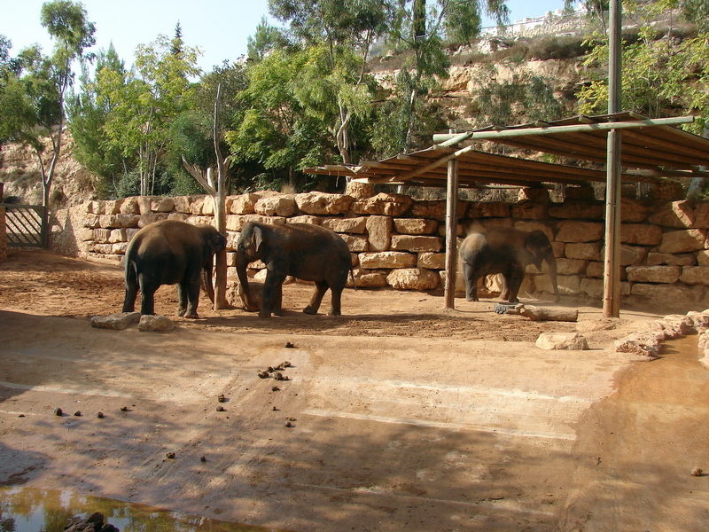 Asian Elephant (Elephas maximus) exhibit females: Kwunjai, Piyanut, Oraphon