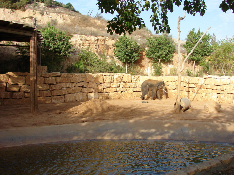 Asian Elephant (Elephas maximus) exhibit (male Villi/Vermouth(Teddy))