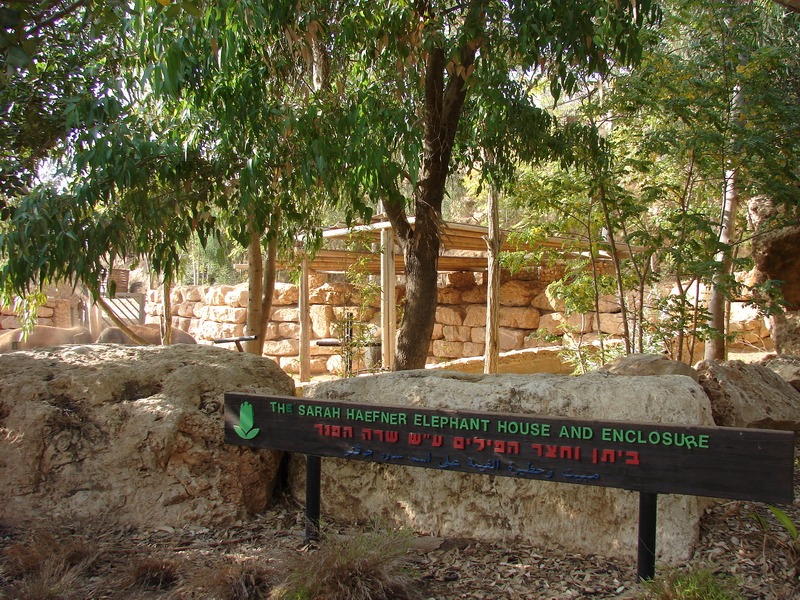 Asian Elephant (Elephas maximus) exhibit