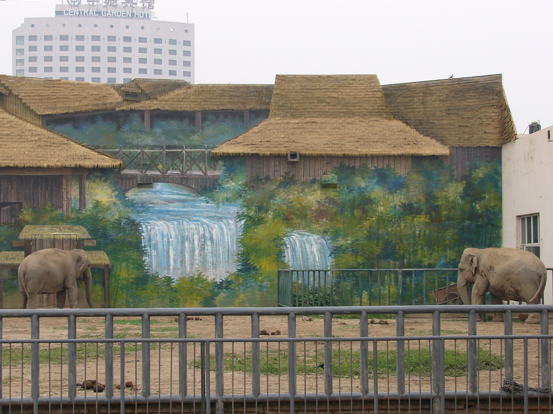 Asian Elephant (Elephas maximus) exhibit