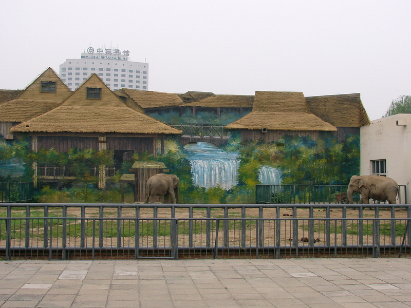 Asian Elephant (Elephas maximus) exhibit