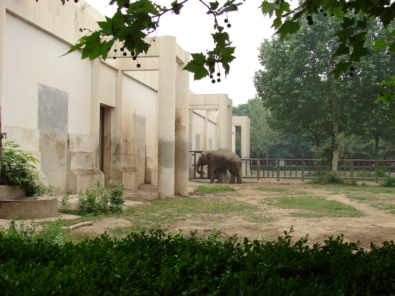 Asian Elephant (Elephas maximus) exhibit