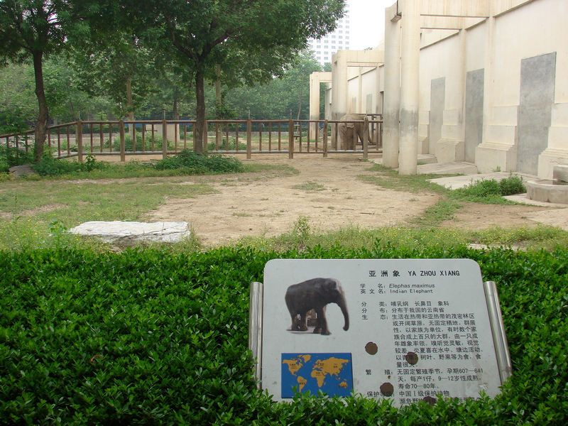 Asian Elephant (Elephas maximus) exhibit