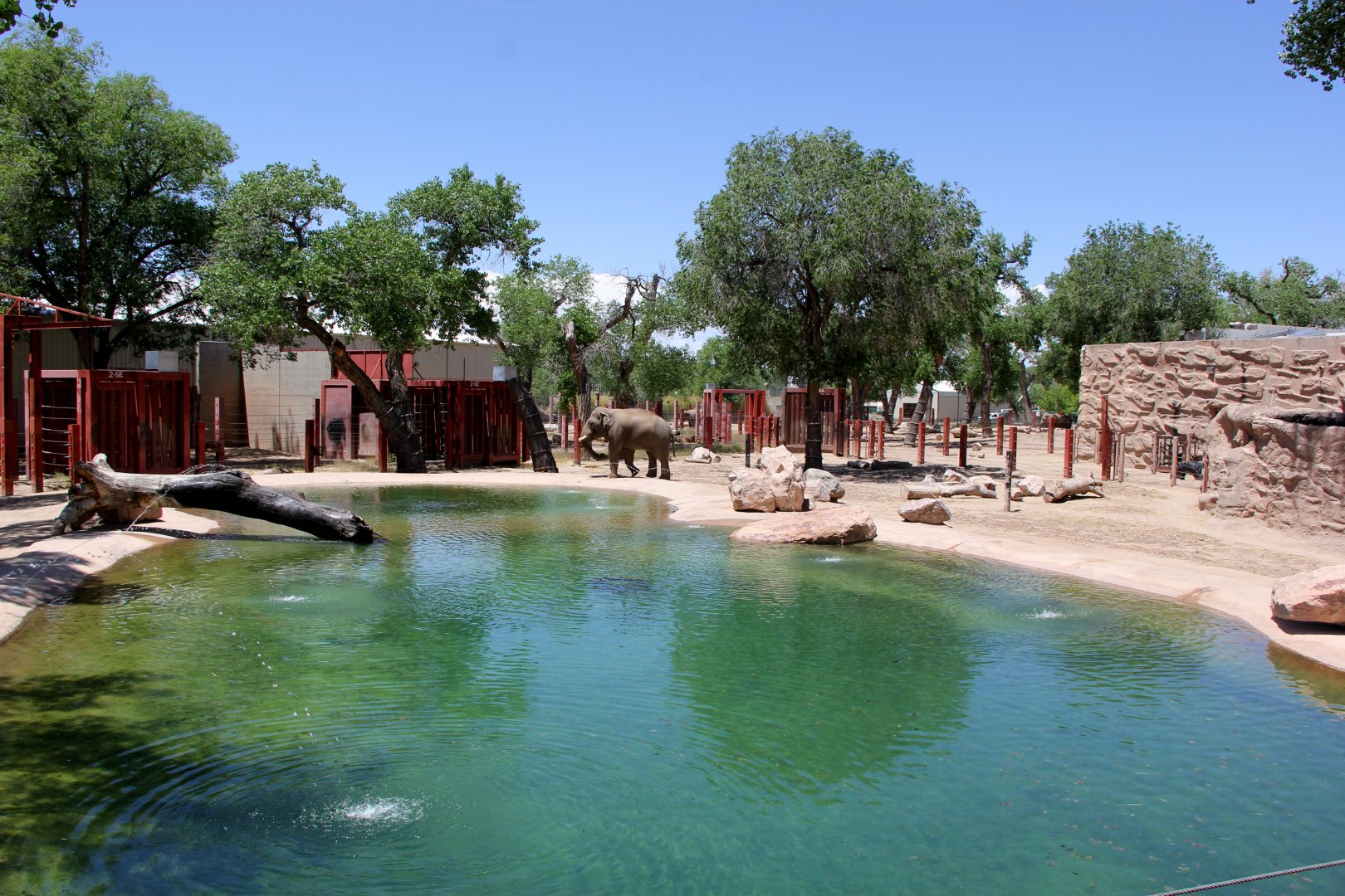 Asian elephant (Elephas maximus) exhibit