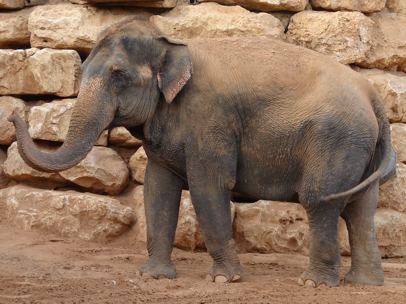 Asian Elephant / Elephas maximus (female Kwunjai (Tamar))